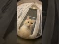Cat Screams Into Camera Shorts