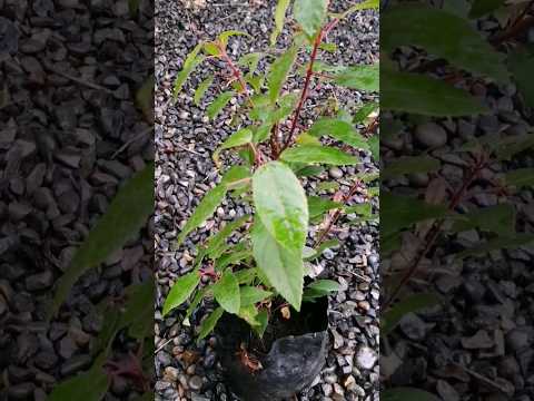 Trasplante de Maqui (Aristotelia chilensis) #shorts #chile #maqui #agriculturasintropica