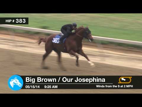 Before They Were Stars: Santa Anita Derby Winner DORTMUND at the 2014 F-T Midlantic 2YO Sale!