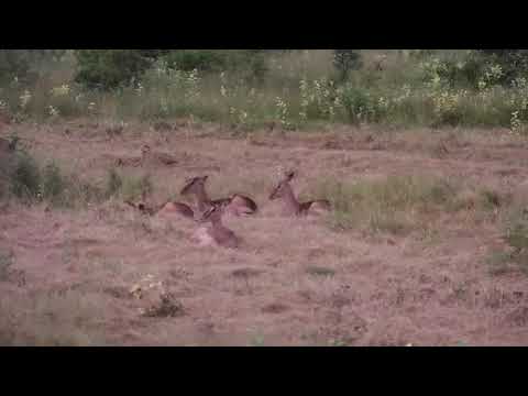 Djuma: Impalas resting in open area - 05:17 - 02/09/21