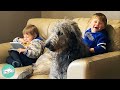 Giant Wolfhound Is In Love With Human Brothers | Cuddle Dogs