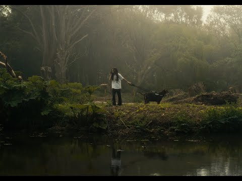 Jordan Nash - Butterflies