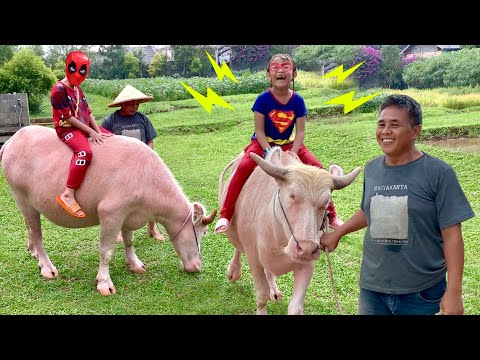 download lagu mp3 mp4 Kebo, download lagu Kebo gratis, unduh video klip Kebo