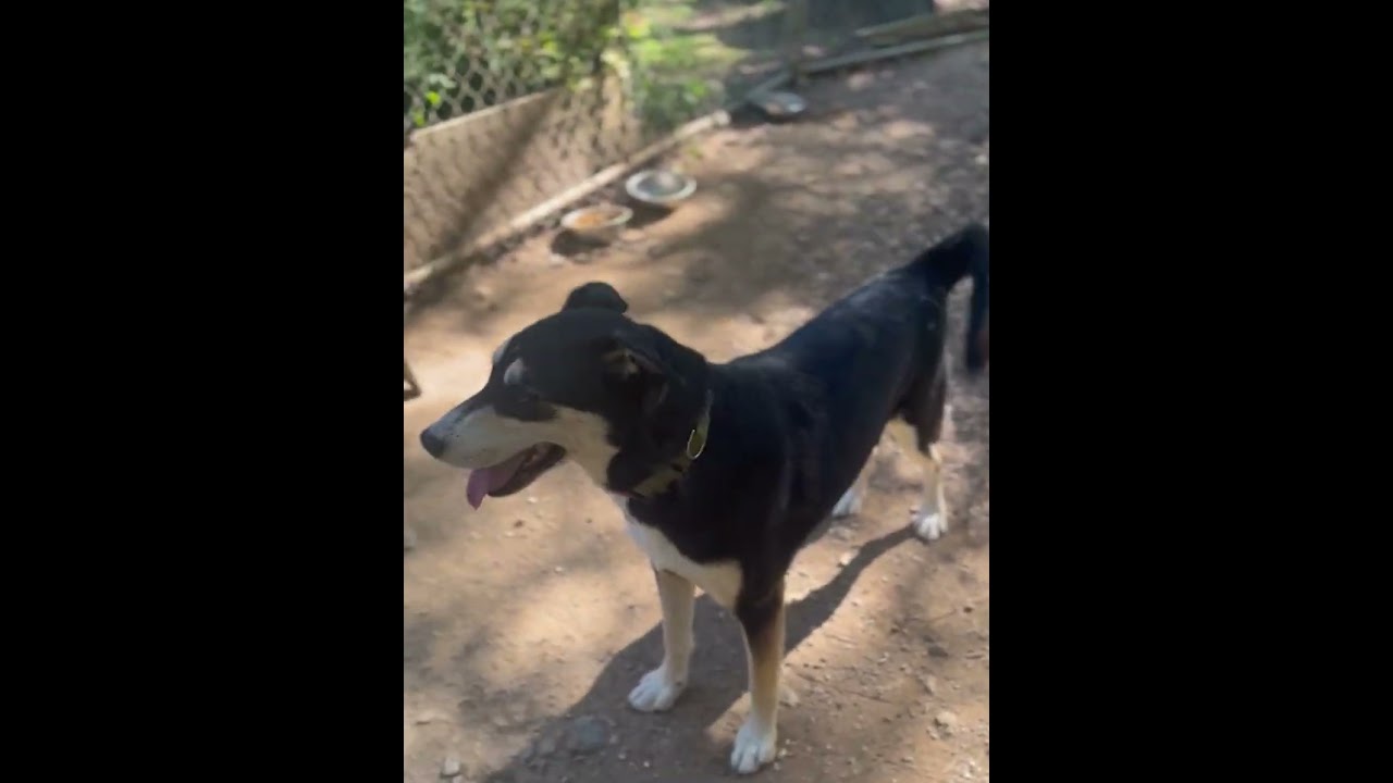 Enlarge Groucho, a Adoptable mixed breed in Rainbow City, AL video 5/5