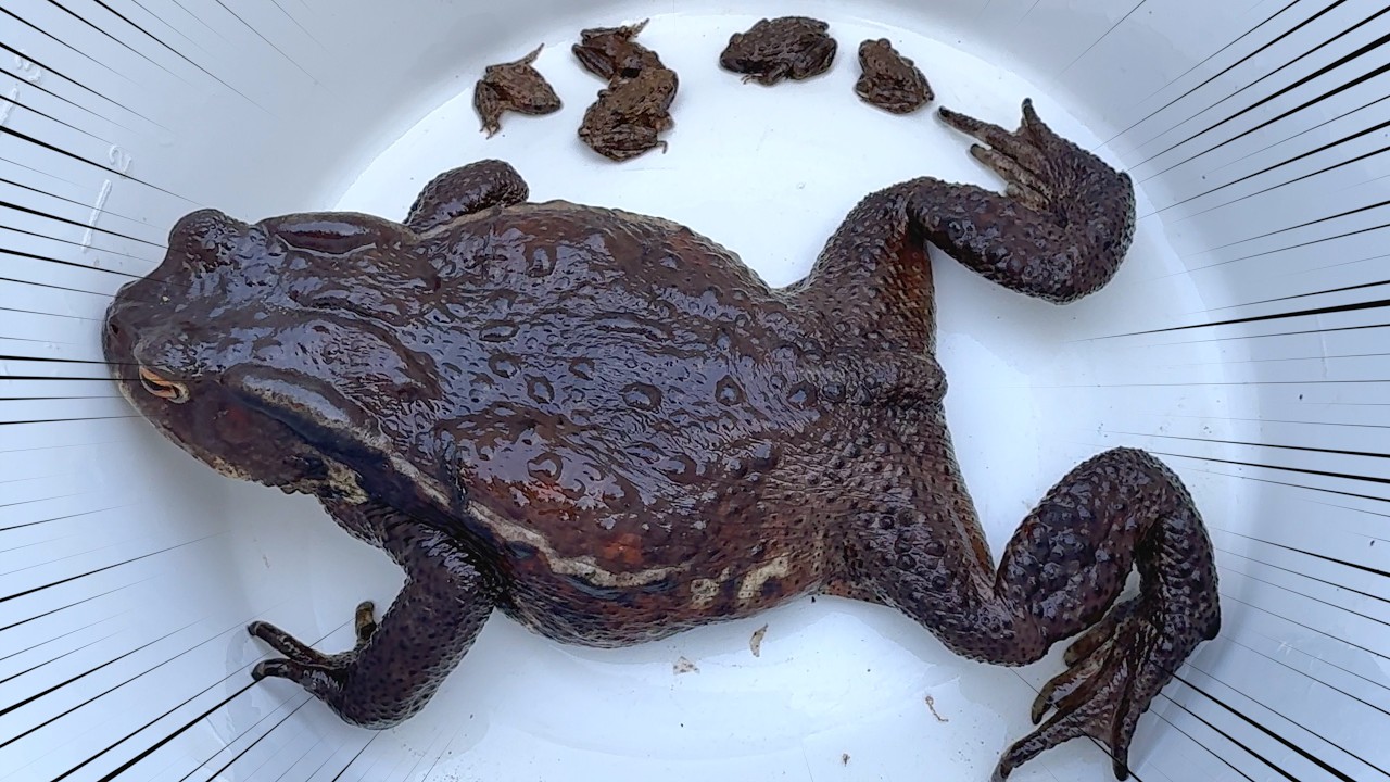 真冬の山奥で巨大なカエルが出たあああぁぁぁ!!!!!