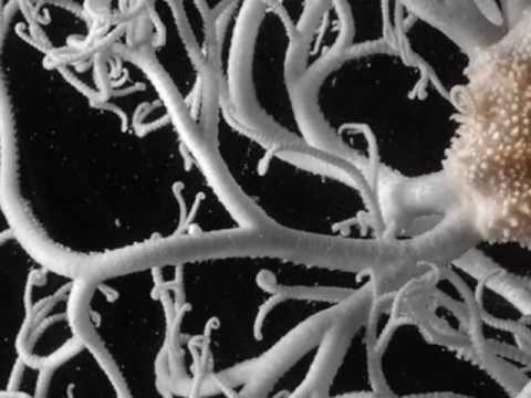 Krisz Deak - Deepwash