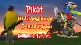Download lagu pikat kutilang emas | suara tajam || kombiansi Terbaru mp3