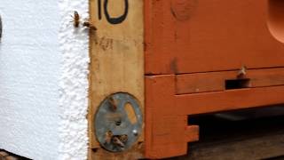 Einfliegen des Sylter Begleitkommandos