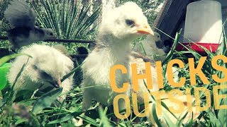 Chicks' First Time Outside