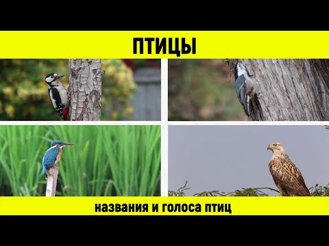 Птицы. Названия и голоса птиц.