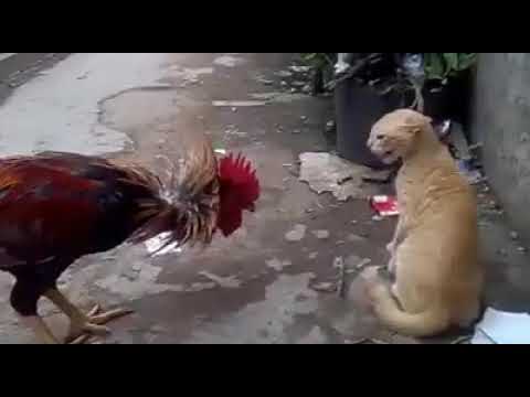 Yadav Shrikesh - 7069488716