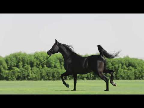 D HAYDAR | Dubai Stud Auction 2022