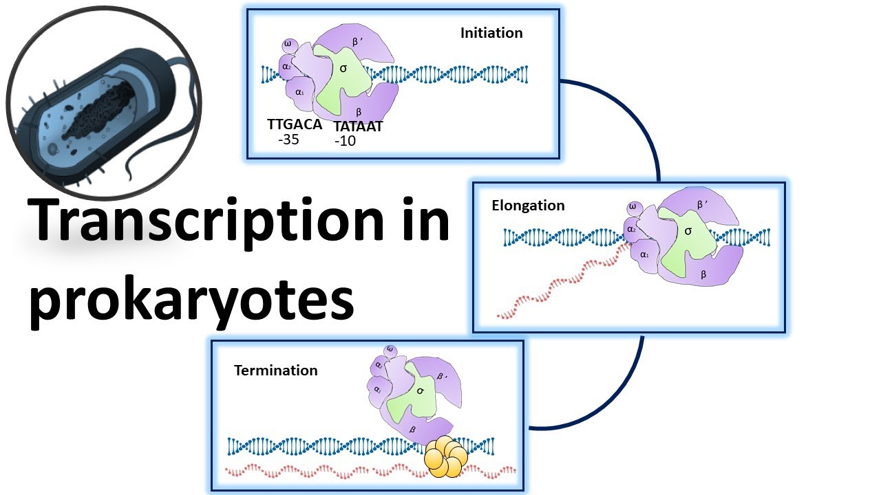 Prokaryotic Transcription overview
