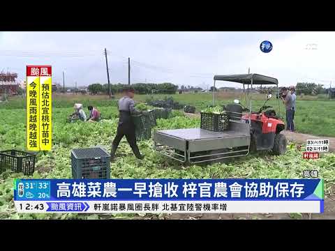 憂颱風釀災損! 農民木棍固定.搶收蔬果