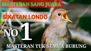 Download lagu MASTERAN SEMUA BURUNG SIKATAN LONDO GACOR DAN GEMERCIK AIR. mp3