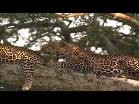 THE LEOPARD'S SON 3 of 8 FULL DOCUMENTARY