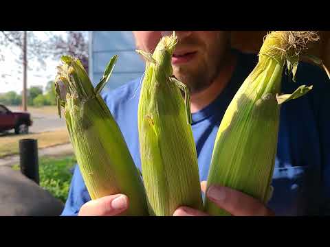 Easiest corn on the cob EVER!