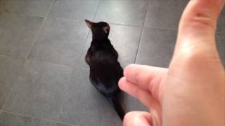 Cat playing Dead -- The Bang Effect