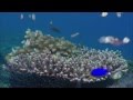 Океан - аквариум. HD 