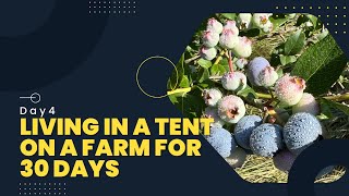 Our Blueberry Farm History Lesson. Living in a Tent on a Farm for 30-days. Day 4. A Deer Scared Me!