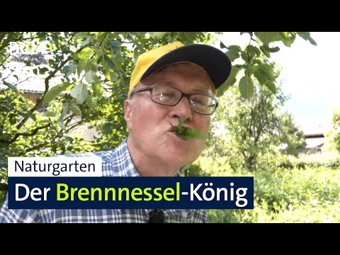 Fast nur Brennnesseln im Garten – mit Absicht! | Abendschau | BR24