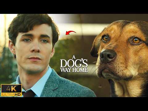 Bella Finally Reunites with Lucas After 2 Years | A Dog’s Way Home (2019)