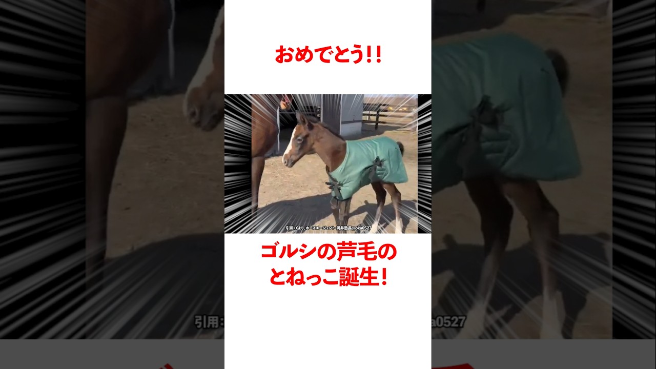 ゴルシの芦毛のとねっこ誕生