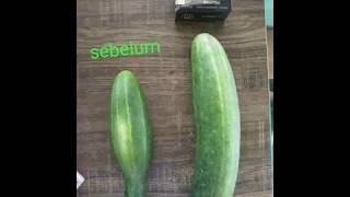 Download lagu Penting... Cara Pakai Mak Urut Yang Benar Agar Hasil Besar Permanen mp3