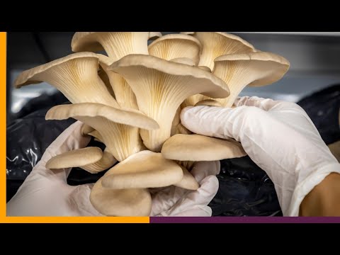 How to Harvest Mushrooms at Home: Best Tips for Maximum Yield!