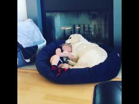 Hund als Babysitter
