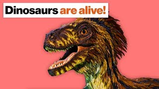 Dinosaurs are alive! Here’s how we know, and why it matters | Richard Prum