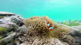 preview picture of video 'Clown fish at Tsoi Lik PNG'