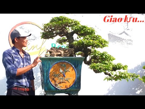 2022/01/15.Nghệ Thuật BonSai Đẹp Chơi Tết Giao Lưu/Vườn Em Cảnh Phù Mỹ Bình Định (Lh 0905999111)