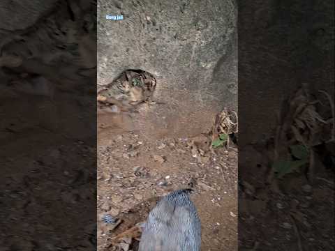 the mother is waiting for her child #viralshorts #nature