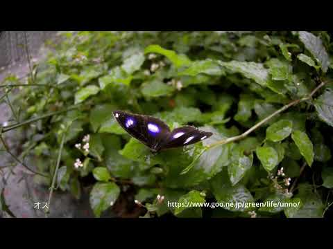 リュウキュウムラサキを秒1000コマで