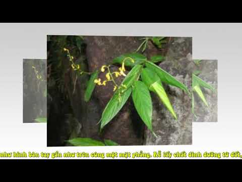 download lagu mp3 mp4 Globba Marantina, download lagu Globba Marantina gratis, unduh video klip Globba Marantina