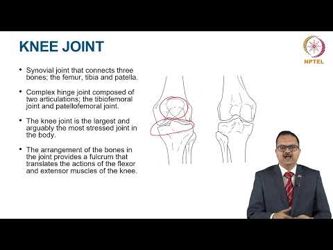 Joints of the Lower Limb thumbnail