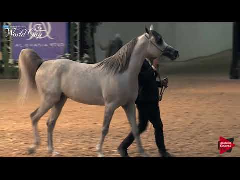 N.218 ATTICUS ENB - LAS VEGAS 2019 - Arabian World Cup Senior Breeding Stallions (Class 124).mp4