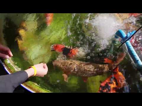 Koi Eating Watermelon