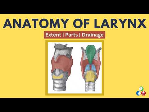 Larynx Anatomy | Parts, Blood supply, Lymphatic drainage