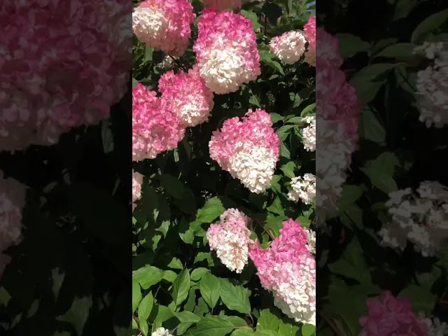 Стандарт поставки видео №1 Гортензия метельчатая Ванилла Фрейз (горшок 0,8л)