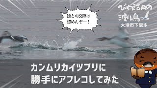 カンムリカイツブリに勝手にアフレコしてみた【びわ湖の渡り鳥2022】