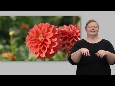 DGS-Video Schloss & Park Belvedere