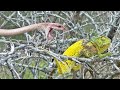 Chameleon Bites Venomous Snake While Being Attacked