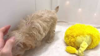 ハーフ犬の動画01