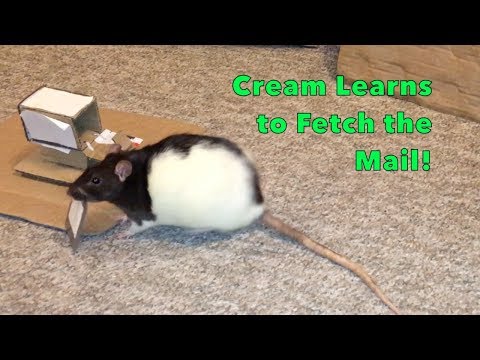 Cream the Rat Learns to Fetch the Mail!