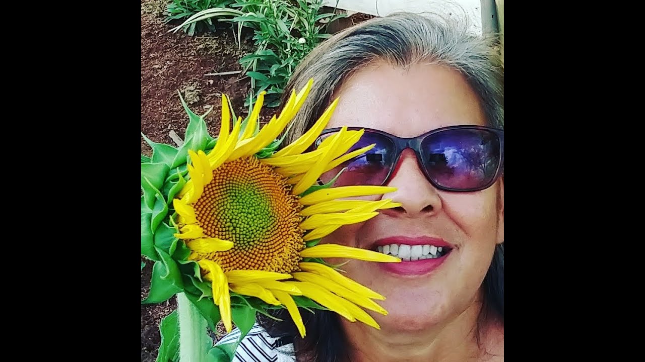 MELHOR LUA E  MÊS  PARA SE PLANTAR GIRASSOL