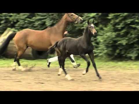 Holsteiner Verband - Stutfohlen v. Diarado - Quinar