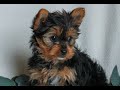 Yorkshire Terrier dogs for sale: Asher  - Video 1
