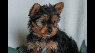 Video preview image #1 Yorkshire Terrier Puppy For Sale in REINHOLDS, PA, USA